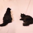 이층집고양이 이미지