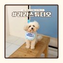 온천대로 | 아산 사진관 라라스튜디오 | 강아지 프로필 사진 촬영 후기