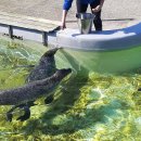Seals on Texel 1 텍셀섬의 물범들 1 이미지