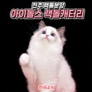 랙돌캐터리 아이돌스 전주고양이분양 | 전주랙돌분양 전주 고양이 분양 아이돌스 랙돌캐터리