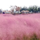 블랜드미(BLENDMI) | 분홍빛 솜사탕같은 핑크뮬리 정원에서 가을 추억 즐기기, 익산 핑크뮬리 카페 &#39;블랜드미 BLENDMI&#39;