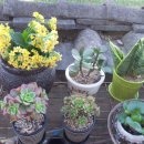 호야네 다육이 이미지