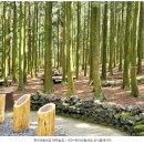 진짜 전주의 속살을 마주하는 길 | 한라산둘레길 시험림길, 단 5개월만 만날 수 있는 제주 비밀의 숲길