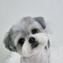 빵실하개 이미지