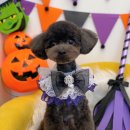 하이슈슈 이미지