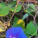 자세히 보아야 예쁘다 이미지