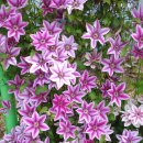 클레마티스 이미지