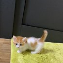 낭만고양이(강서점) 이미지