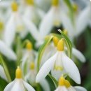 스노우드롭 이미지