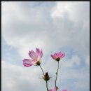 대저생태공원 이미지