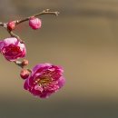 버들강아지 이미지