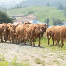 한우사육축사 이미지