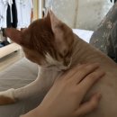 고양이샵 | 구미시 봉곡동 고양이 미용샵 [야옹아 부탁해] 후기! 🐈