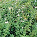 쑥부쟁이 이미지