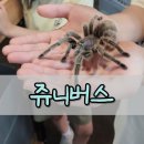 서울 아이랑 가볼만한곳 쥬니버스 후기, 파충류 체험 가능한 서울 동물카페