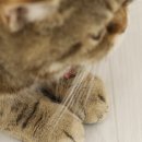 캣플헤븐 | 부산 명지 고양이카페 캣플헤븐 후기｜아이와 가기 좋은 실내 놀거리