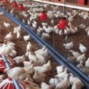 장인농장 이미지