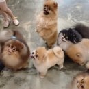 메르시몽프레 포메분양&애견카페 이미지