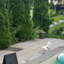 메리도그하우스 이미지