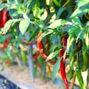 마이유기질비료 이미지