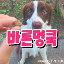 바른멍쿡 이미지