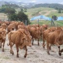 정연축산 이미지