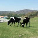 동건목장 이미지