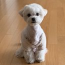 슬기로운 댕댕 유치원 이미지