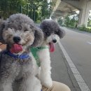 최광호동물병원 | 실버 토이푸들 성견 크기와 키우는 방법