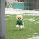 할리우독 네이버블로그