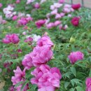 목단농장 이미지