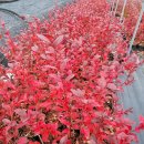 작은요정들의 재롱잔치 이미지