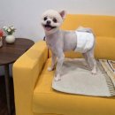 북초교 | [ 주안 눈이부시개 ] 떡꾹이 미용하고 왔어요 🐶💕 너무 마음에 들었던 애견미용 후기