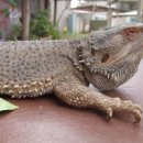 호주농장 이미지