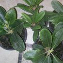 에바다농장 이미지