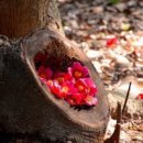 꽃과 그늘 이미지