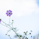 팬플룻연주그룹 팬타곤 | 계속되는 남편과의 갈등, 어떻게 하면 지혜롭게 풀 수 있을까요?