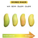 무지개농장 | 아이 간식으로 최고! 무지개 망고 구매부터 보관법까지 총정리