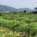 안금농장 이미지