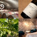 비노바인 이미지