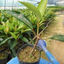 제일농원 이미지