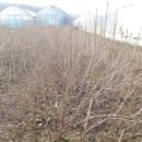 초막농장 이미지