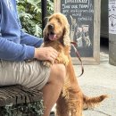 화영호스텔 | 아직까지 실감 안 나는 호주 워홀 122일차~126일차🇦🇺 | 시드니 4박 5일 여행 기록✈️ - 여행 경비, 시느니...