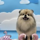 도톨그루밍 이미지