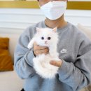 수원고양이분양 고사남 본점 네이버블로그