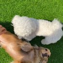 조아펫 | 서울 실외 애견운동장 아이조아펫파크 서울점 용산 방문 후기
