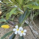 메디버디 | 5일차 : 여유찾기 /돌조비치 스노클링 / JNP 다이빙센터 / 모달라리조트 선베드 / 살라뽀 / 라메디스파