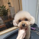 바니이발소 이미지