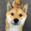 개만세 유치원(대형견) 이미지