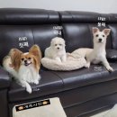 송씨네 영상 | 대구 애견 수제간식 맛집 / 댕남매들 환장하고 먹는 '댕수무강'